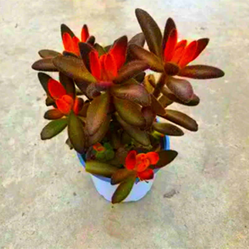 孙悟空兔耳朵 多肉植物多头带盆栽桌面阳台易养殖美观净化空气