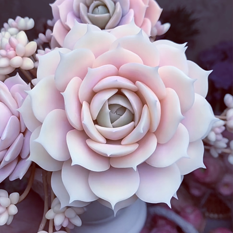 露娜莲多肉植物 芬达露娜莲花属阳台庭院精品花卉盆栽净化空气