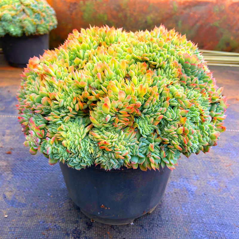 香妃月影缀化超大颗 多肉带盆栽好多年老桩超值盆栽防辐射花卉