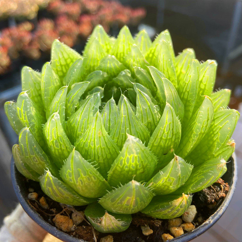 樱水晶多肉植物 带盆栽好晶莹剔透新手入门级桌面室内防辐射花卉