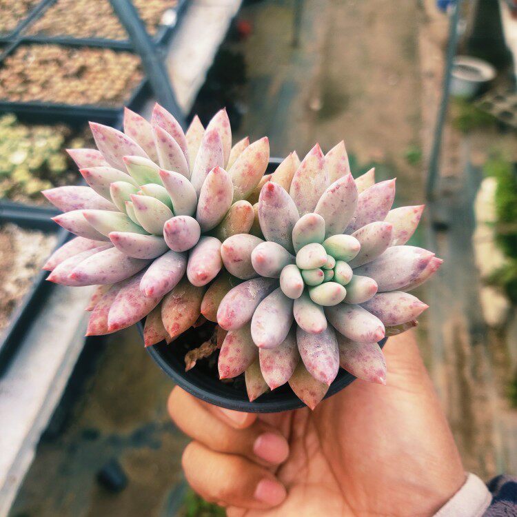 多肉植物多头老桩所罗门室内阳台四季好养超大肉肉盆栽新手多肉