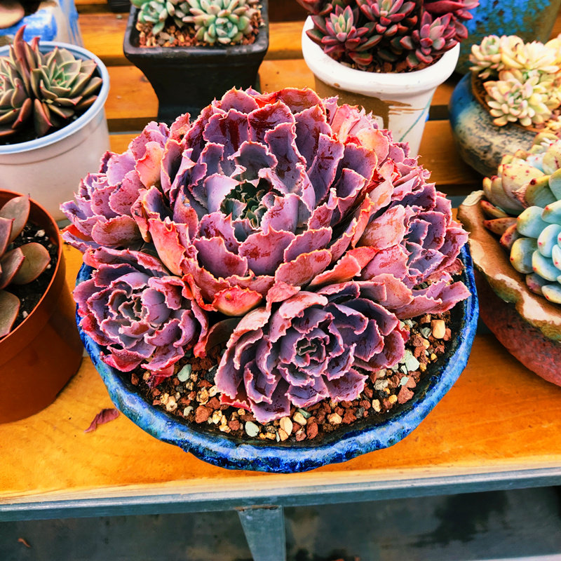 多肉植物老桩盆栽室内阳台四季好养超大肉肉蒂亚晚霞之舞群生老桩