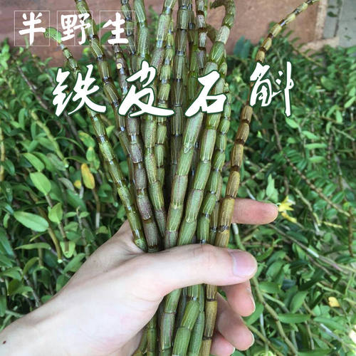 正品铁皮石斛鲜条500g霍山中药材