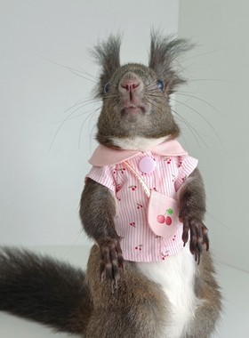 粉绿色樱桃衬衫海军领情侣龙猫衣服土拨鼠狐獴松鼠貂youyou爱宠屋