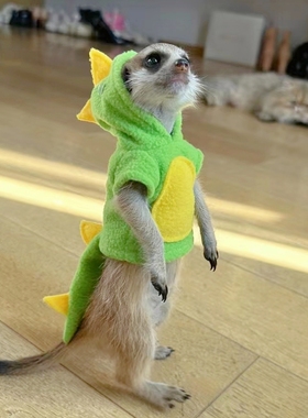 秋冬小恐龙绿色衣服狐獴蜜袋鼯貂龙猫土拨鼠豚鼠花枝youyou爱宠屋
