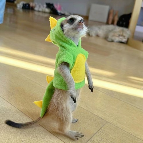 秋冬小恐龙绿色衣服狐獴蜜袋鼯貂龙猫土拨鼠豚鼠花枝youyou爱宠屋