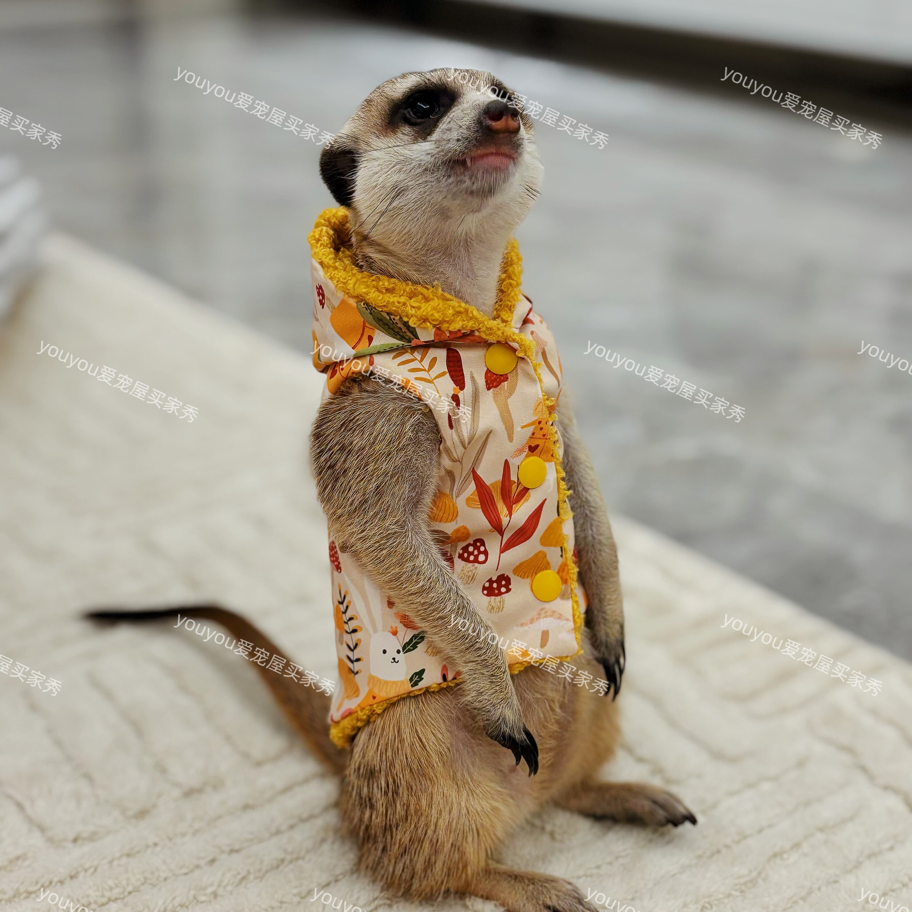 秋冬保暖可爱防风衣狐獴松鼠龙猫土拨鼠雪貂荷兰猪youyou爱宠屋