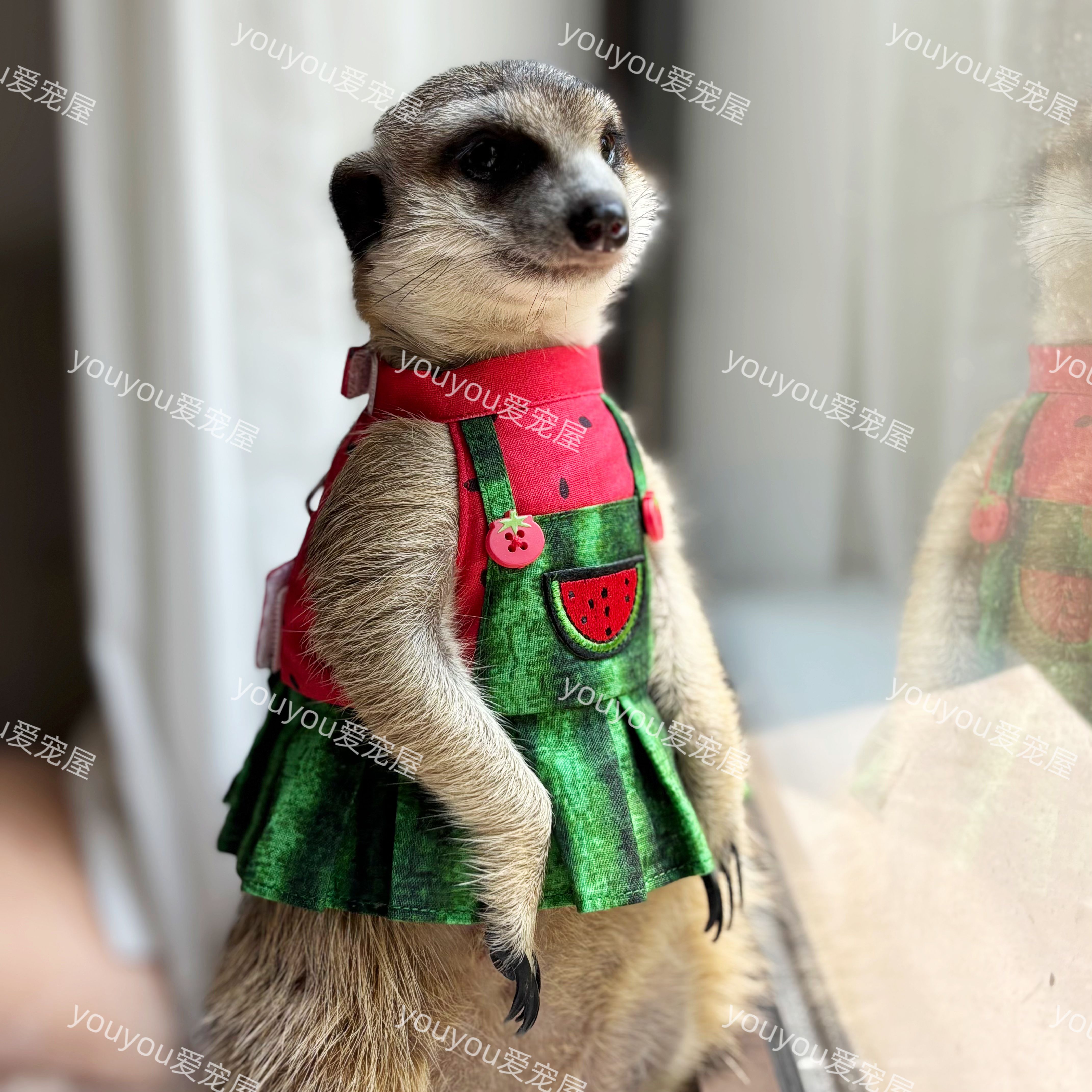 【牵引胸背衣服】狐獴衣服丁满黑尾土拨鼠小猴子貂小浣熊小宠衣服