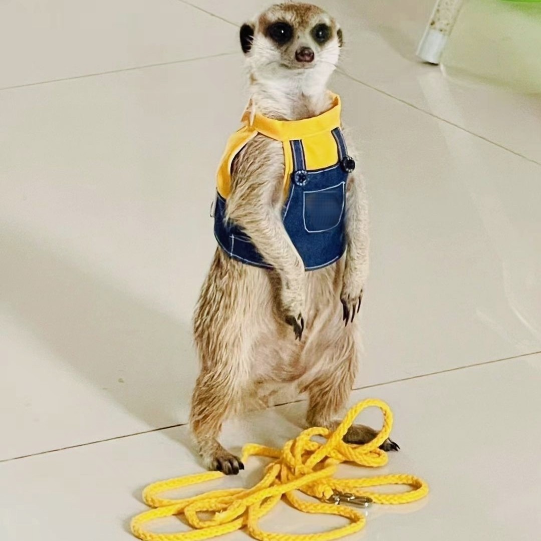 黄色牛仔背带裤分体胸背牵引绳可调节狐獴土拨鼠龙猫貂豚鼠花枝鼠