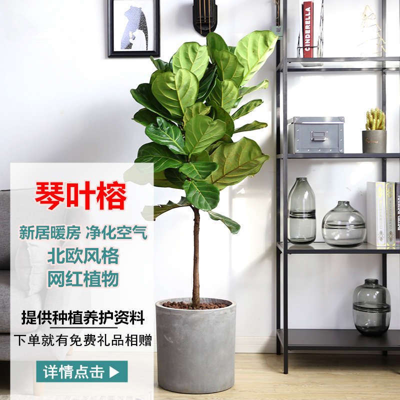 特价琴叶榕盆栽客厅大型植物橡皮树发财树棒棒糖型观叶型清仓包邮