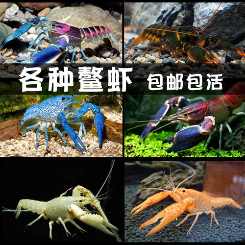 幽灵虾质量怎么样 幽灵虾口碑怎么样 小麦优选