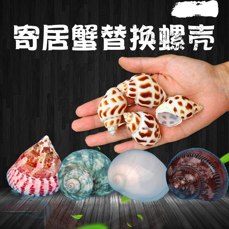 天然海螺寄居蟹专用替换壳水族箱装饰贝壳水食盆卷贝鱼缸造景摆件