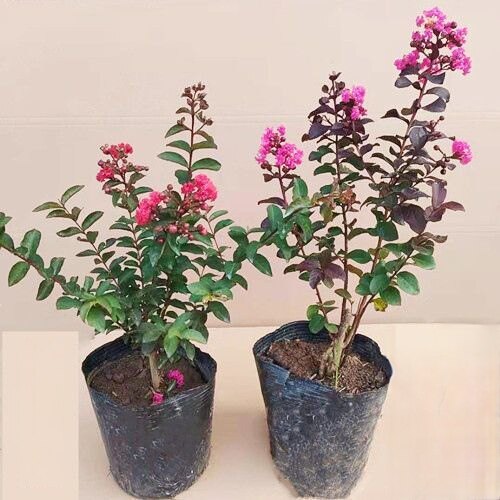 紫薇花盆栽矮化紫薇庭院花卉耐热植物多年生紫薇树天鹅绒植物耐寒