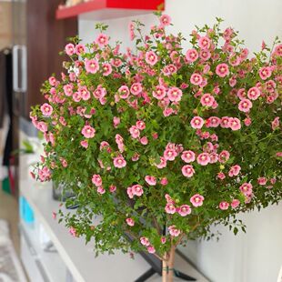 小木槿棒棒糖盆栽植物室内室外阳台庭院好养开花耐寒耐旱易爆花卉