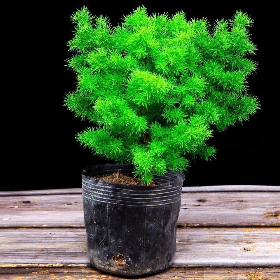 蓬莱松盆栽包邮室内客厅植物生肖猴四季常青净化空气家庭盆景绿植