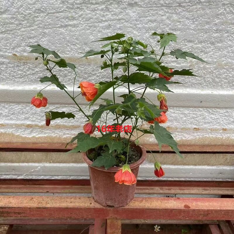 木本灯笼花悬铃花盆栽纹瓣金铃花四季花卉室内外盆栽地栽倒挂金钟