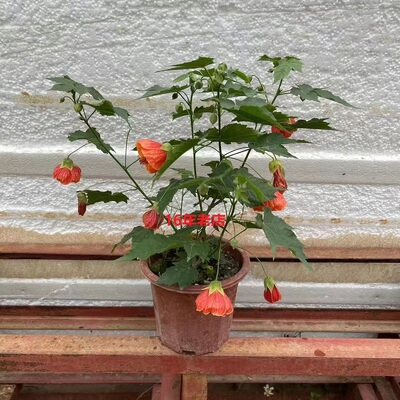木本灯笼花悬铃花倒挂金钟