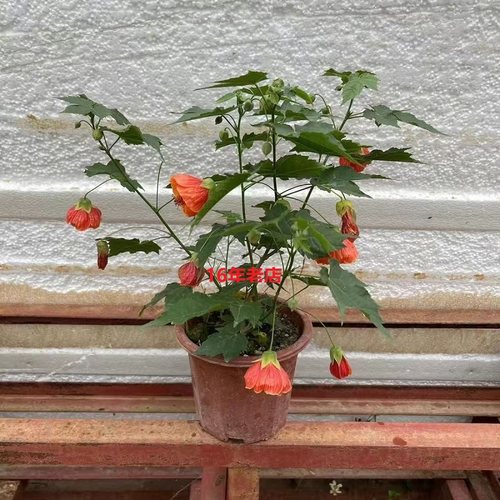 木本灯笼花悬铃花倒挂金钟