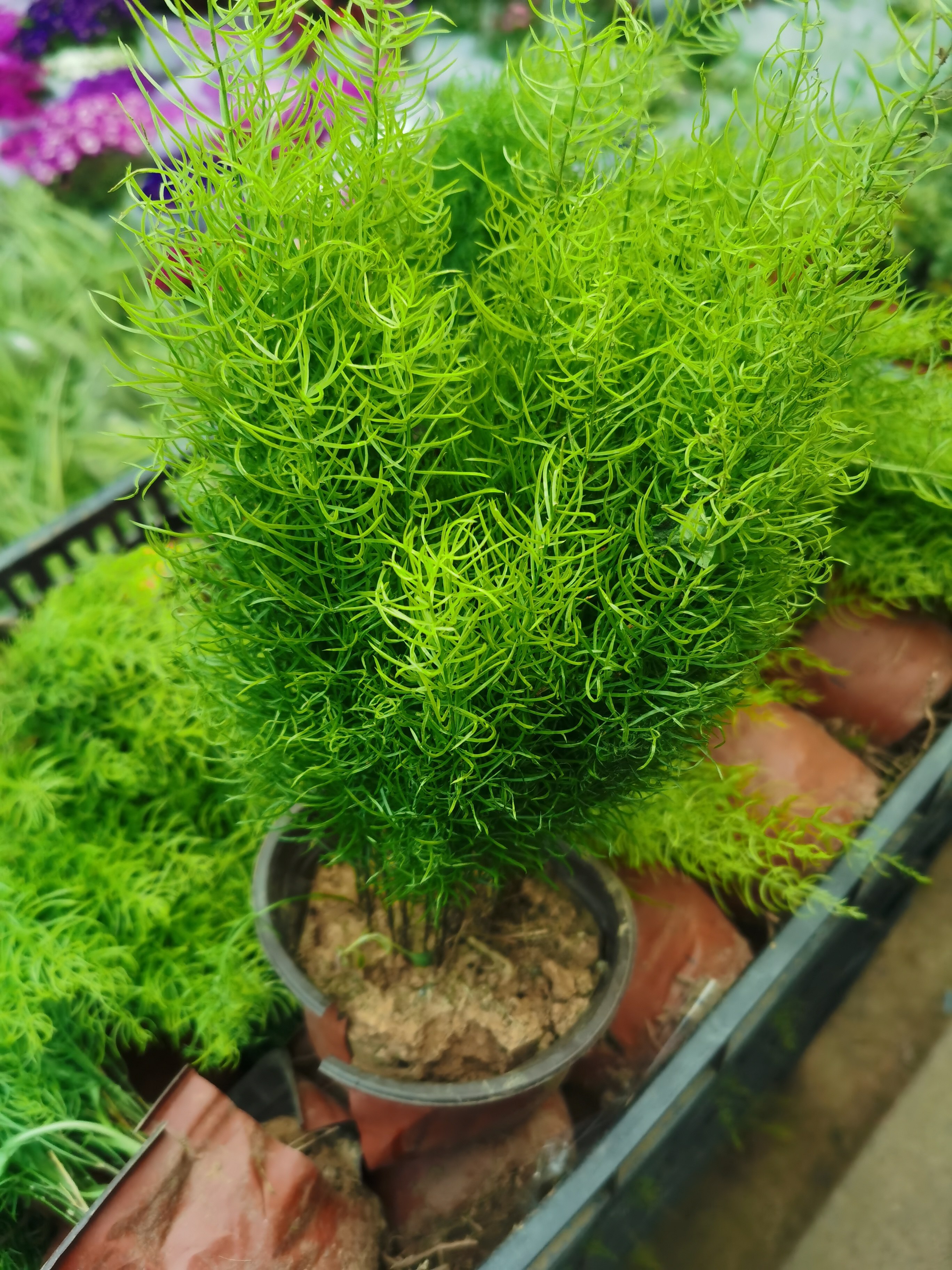 小绒松盆栽绿植蓬莱松盆栽植物宿根耐寒植物小荣松耐高温花卉
