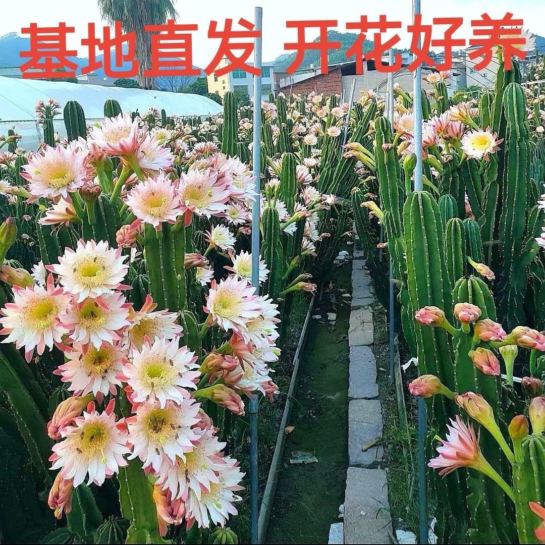 新款仙人柱大花量天尺镇宅招财客厅造景室内防辐射除甲醛批发清仓