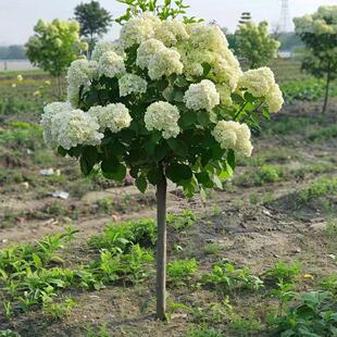 耐寒中华木绣球斗球原生苗盆栽地栽庭院新鲜麻球大花斗球原土发货