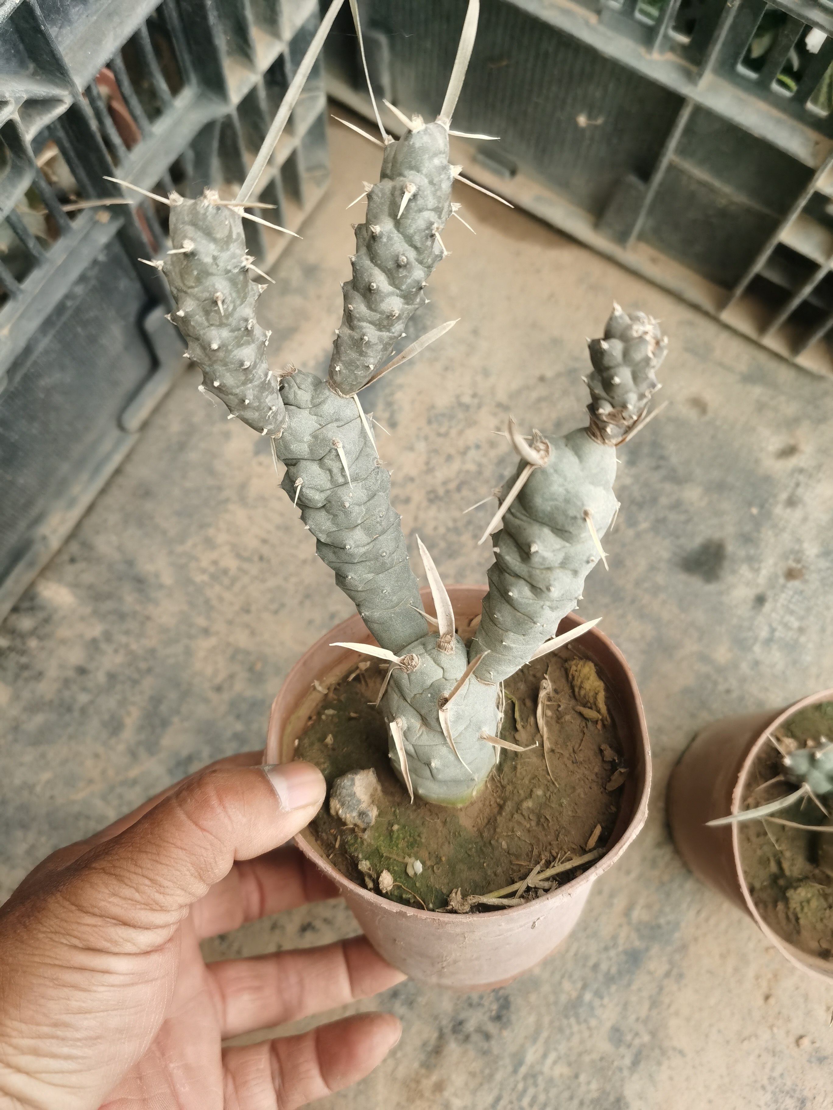 武藏野纸刺多肉仙人掌仙人球桌面植物防辐射盆栽开花黑菜刀武藏野