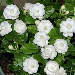 荷花茉莉花盆栽阳台庭院尖叶宝珠茉莉独杆小荷花茉莉浓香勤花好养