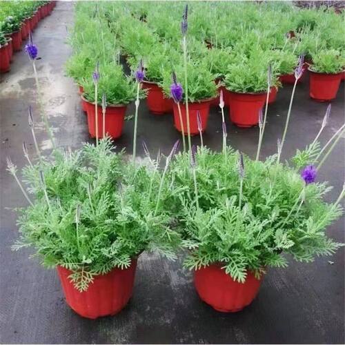 薰衣草香草盆栽 浓香带花苞耐寒 室内外阳台花园地栽搭配花镜植物