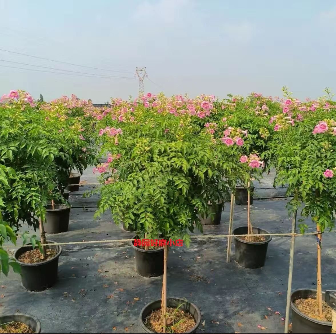 带花苞发货秋冬季节开花粉色凌霄