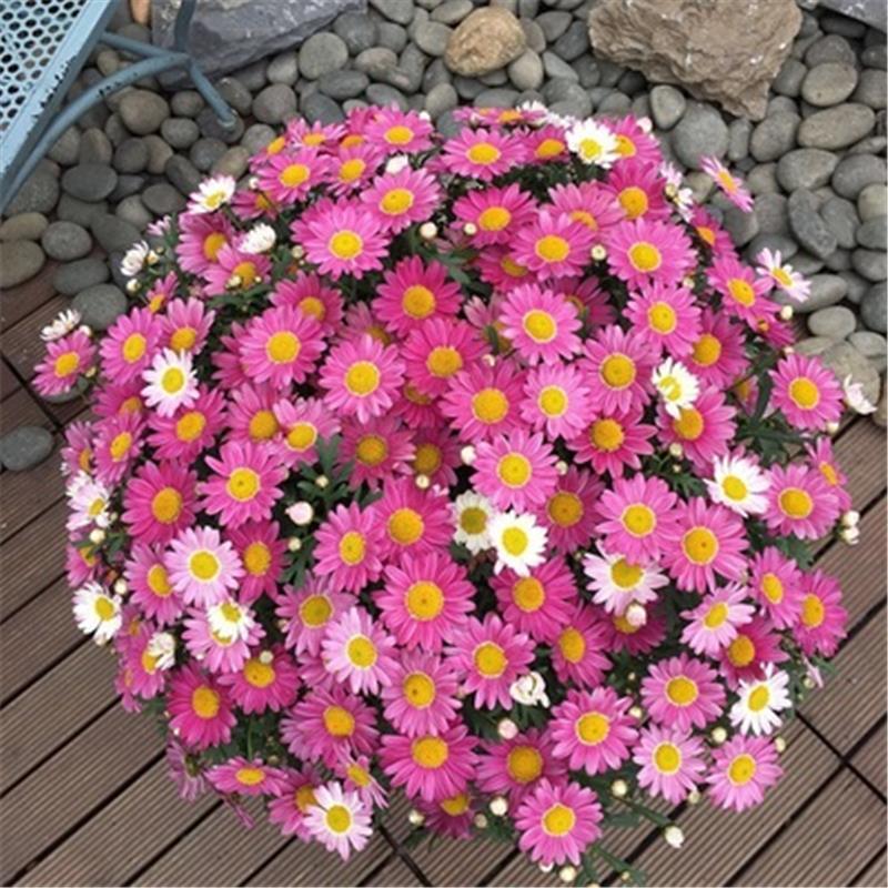 玛格丽特大眼睛蜜糖菊雏菊花苗阳台庭院四季开花植物盆栽好养花卉