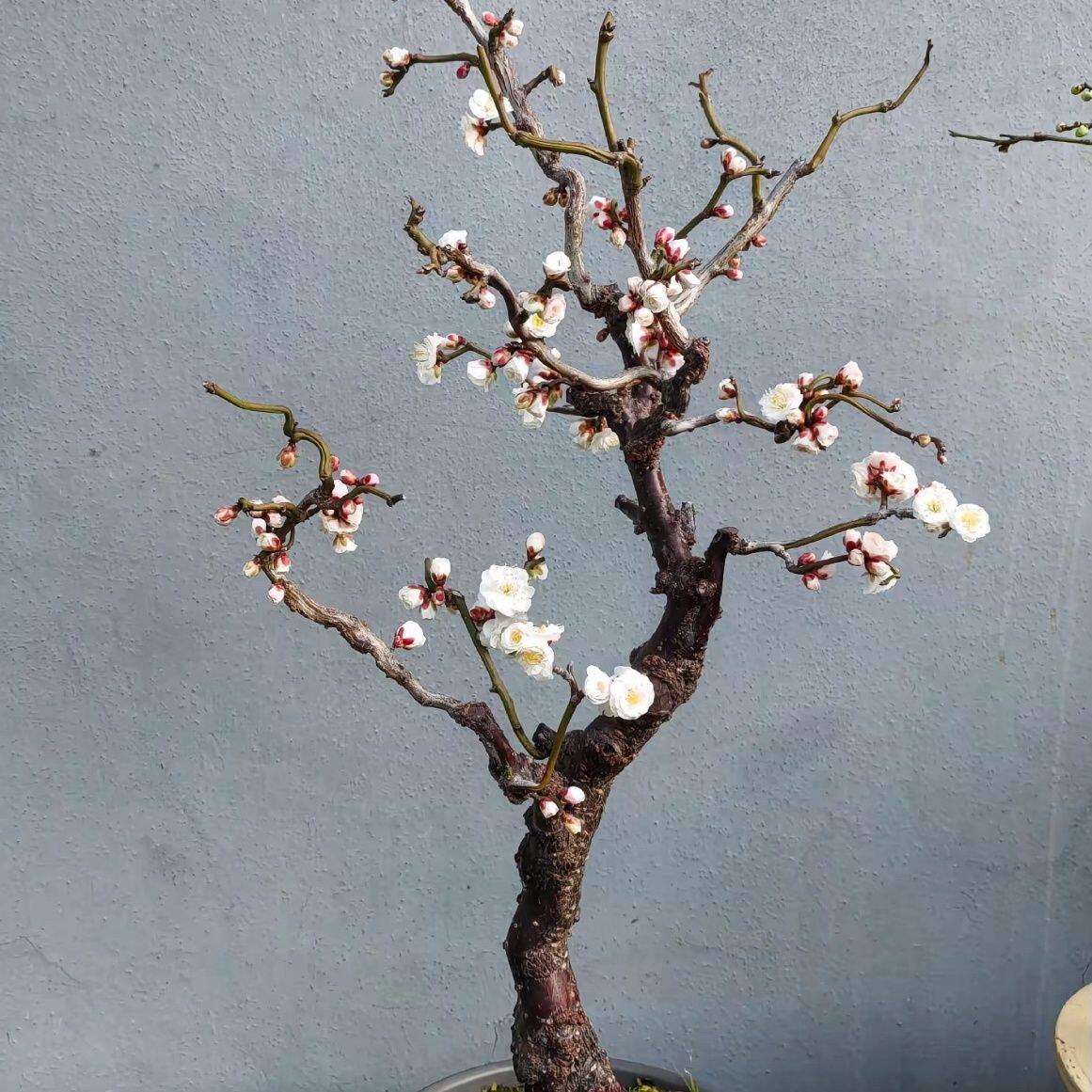 原生龙游梅梅花树苗曲梅梅花盆栽盆景地栽花卉冬季开花白梅游龙梅