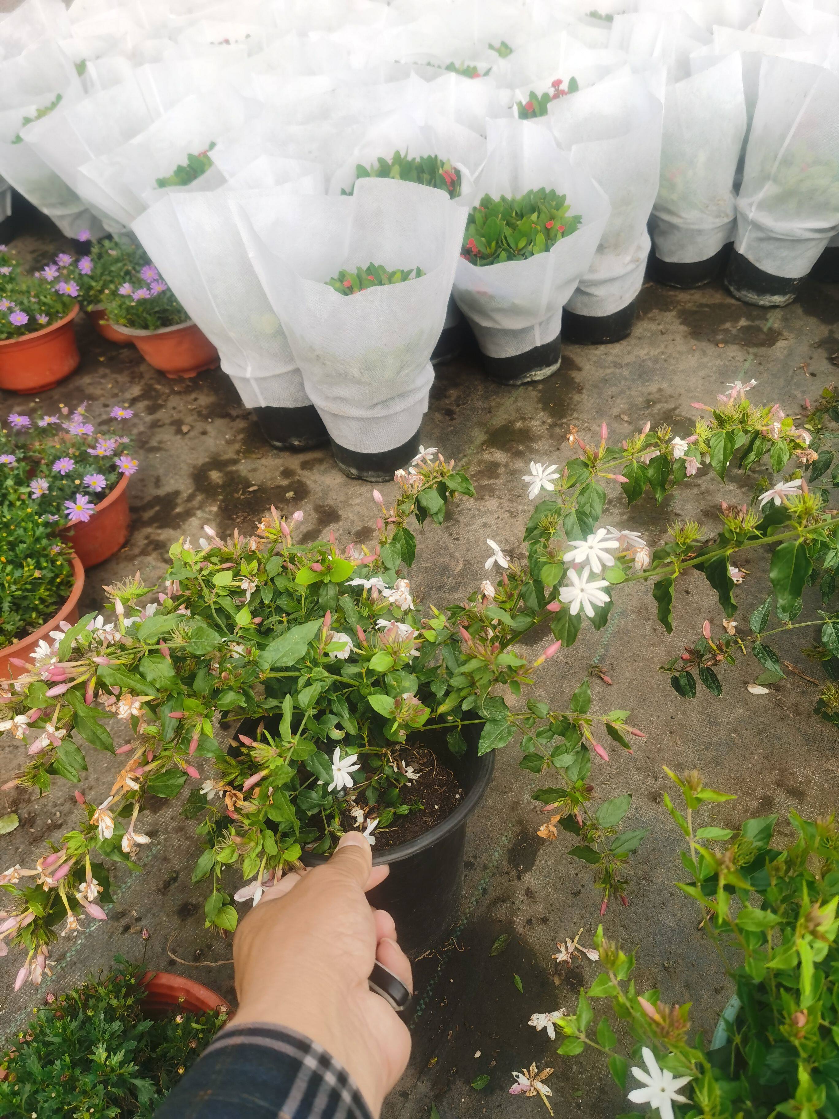 粉包香茉莉植物盆栽花卉带花发货