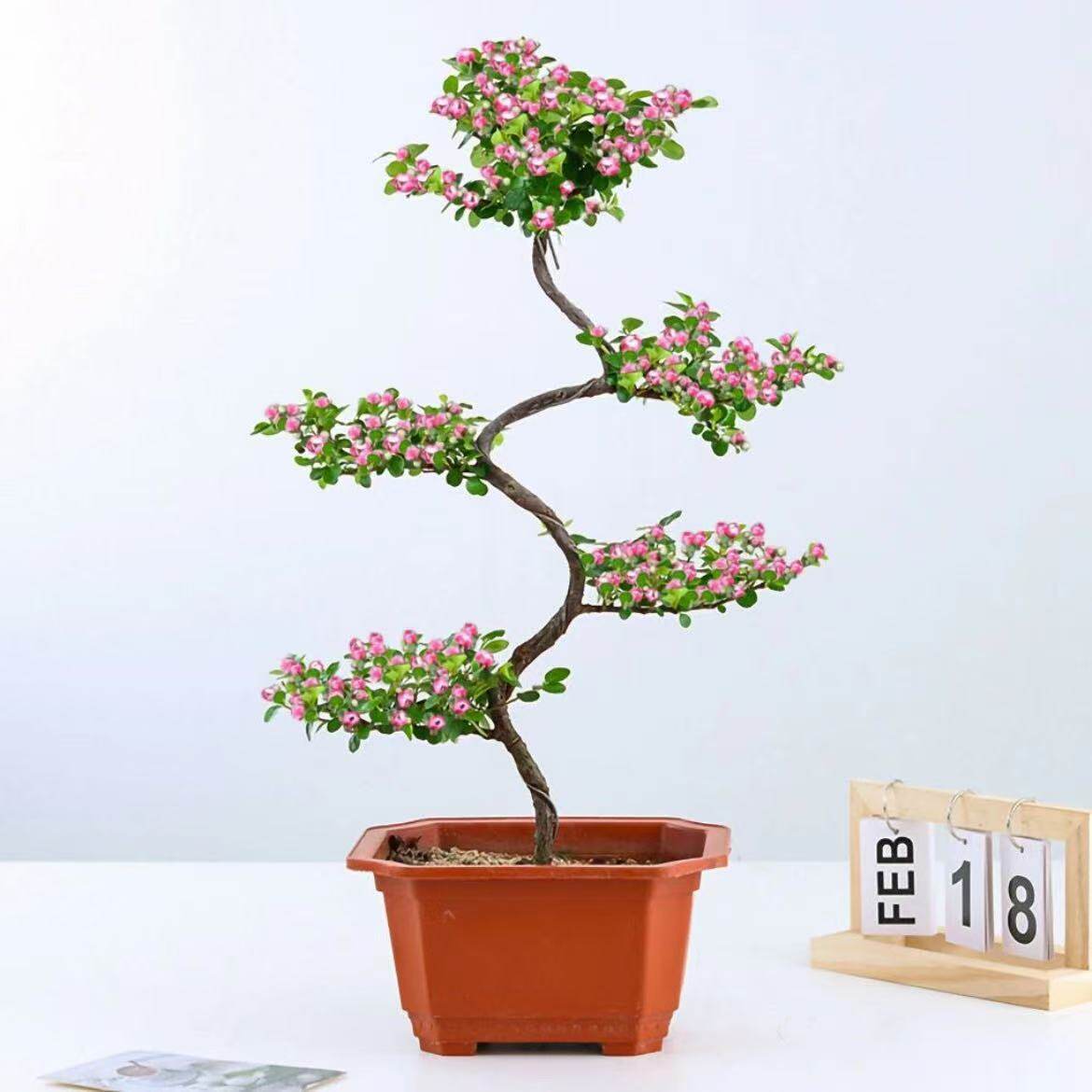 珍珠梅盆景造型桩花卉盆栽红花荀子盆栽花带花苞相思梅花S弯盆景