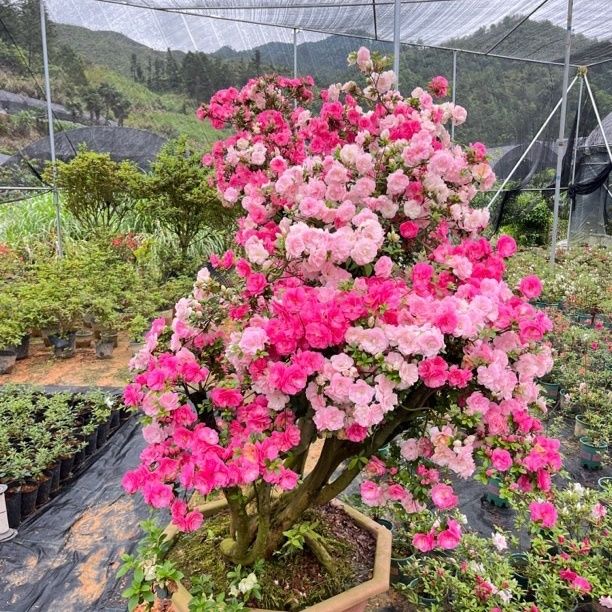 娟之舞杜鹃多色皋月杜鹃花名贵花正宗七彩娟之舞耐寒耐热好养易活