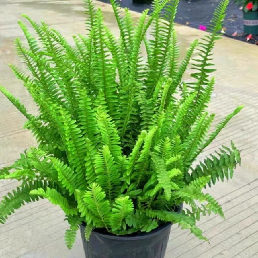 大盆肾蕨盆栽驱蚊虫排骨草蕨类观叶植物耐热耐寒室内室外庭院花镜