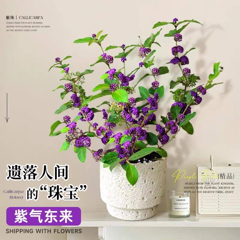 转运珠紫珠盆栽多年生耐热耐寒阳台庭院观果植物盆景花园别墅种植