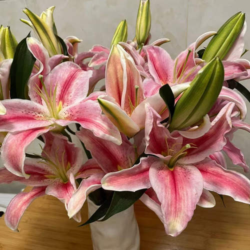 【罗蒂香水百合】淡香型甜香味