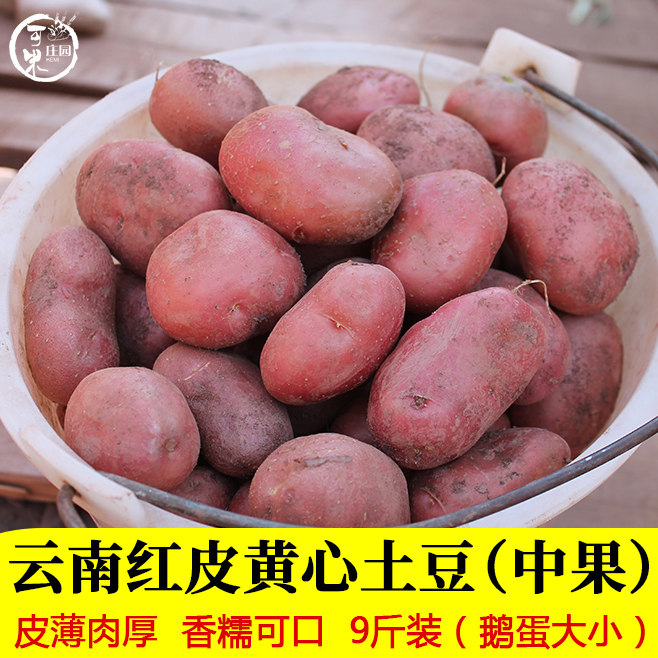 云南红皮黄心土豆洋芋可米庄园图片