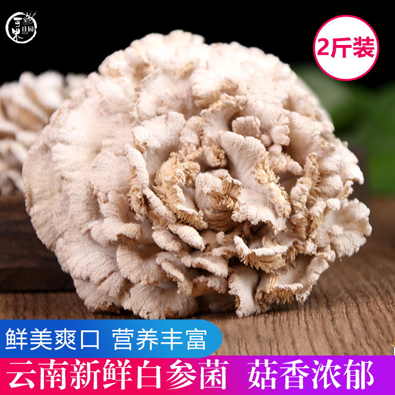 云南新鲜白参菌新鲜菌菇2斤云南土特产雪莲菌裂褶食用菌顺丰包邮