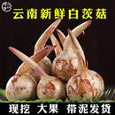 包郵 云南新鮮白慈姑茨菰茨菇白馬蹄鮮慈姑9斤粉糯荸薺新鮮蔬菜