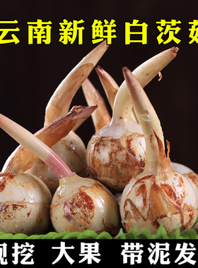 云南新鲜白慈姑茨菰茨菇白马蹄鲜慈姑9斤粉糯荸荠新鲜蔬菜包邮