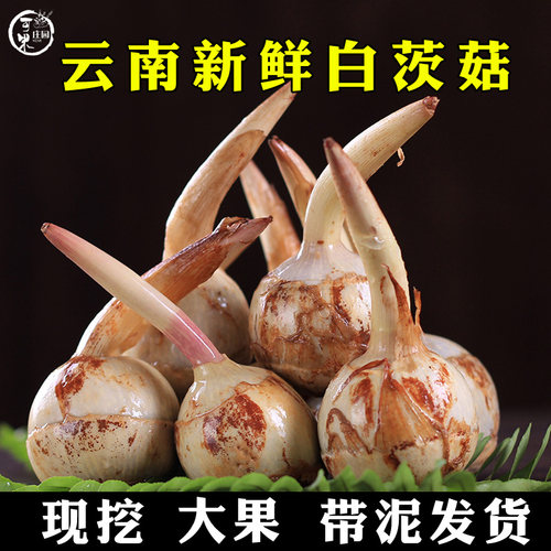 云南新鲜慈姑马蹄斤粉荸荠