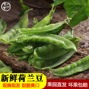 云南新鲜荷兰豆豌豆苗豆角四季菜蔬菜豌现摘现发甜脆菜豆5斤包邮