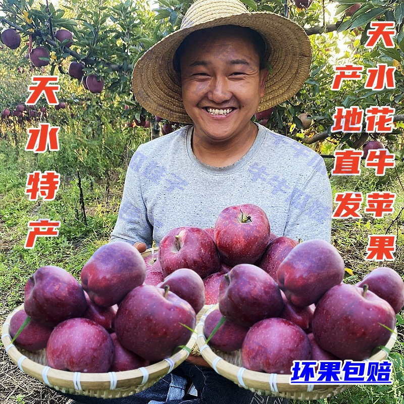 甘肃天水花牛苹果产地直发新鲜刮苹果