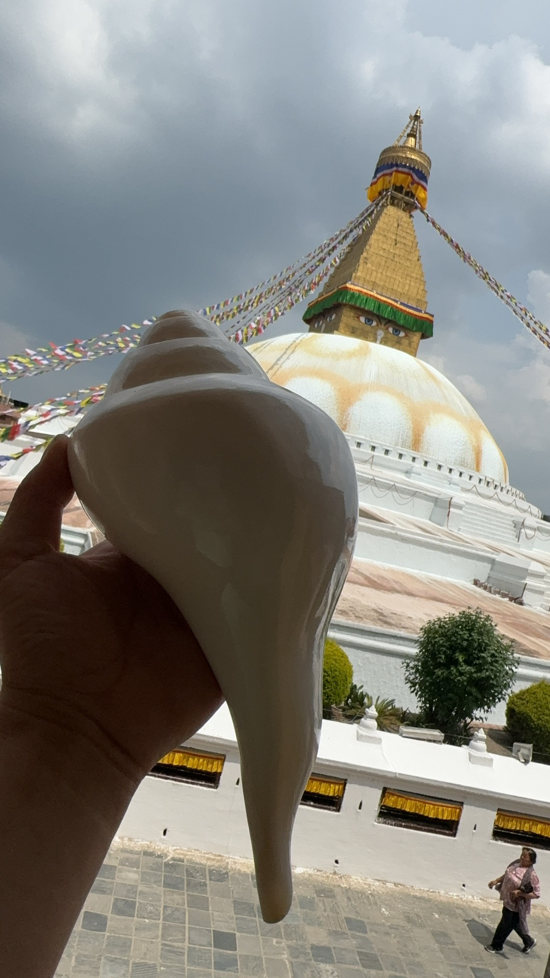 天然海螺左右旋贝壳大号白蝶贝摆件家居装饰品工艺品