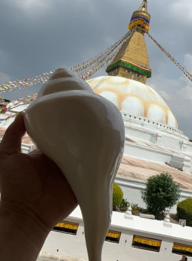 天然海螺左右旋贝壳大号白蝶贝摆件家居装饰品工艺品