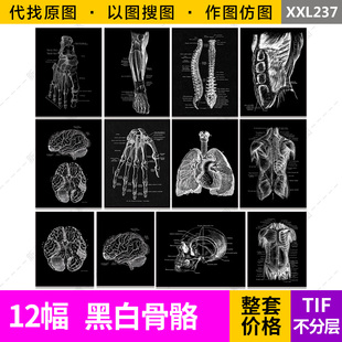 黑白色骨骼手脑腿脚示意图长方形装饰画芯高清电子原图片设计素材