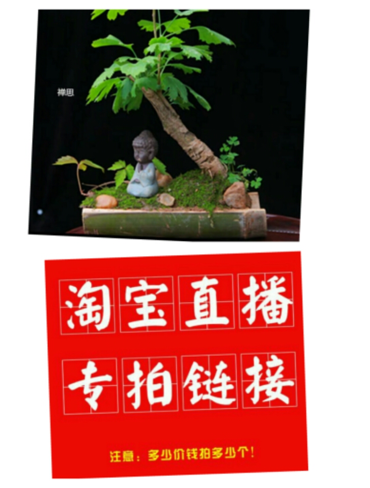 银杏新款客厅庭院春季年老桩造型 白果树绿植 一号一棵按图发货