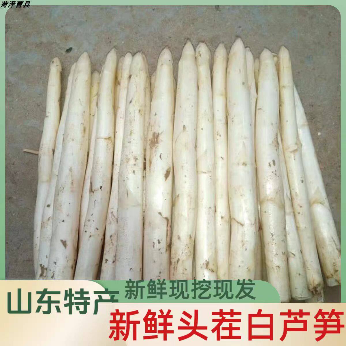 净重发货2026年头茬新鲜白芦笋农家自种现挖现发芦笋山东曹县特产