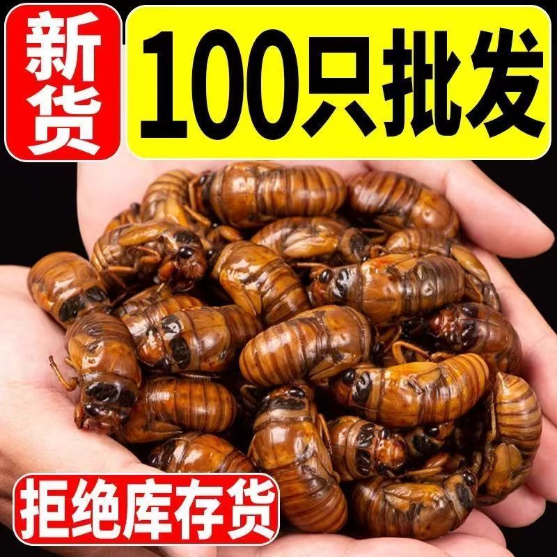 2026新鲜出土野生金蝉知了猴爬蚱